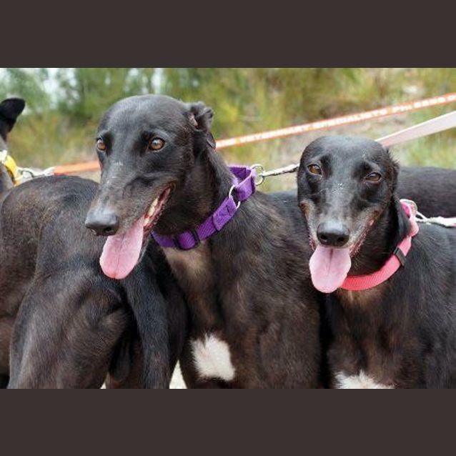 Photo of Annabel And Bella