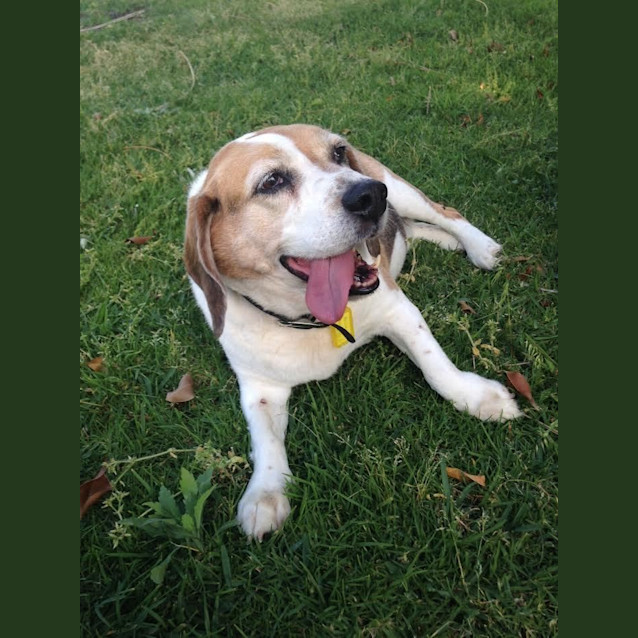 Photo of Bailey Dl1161