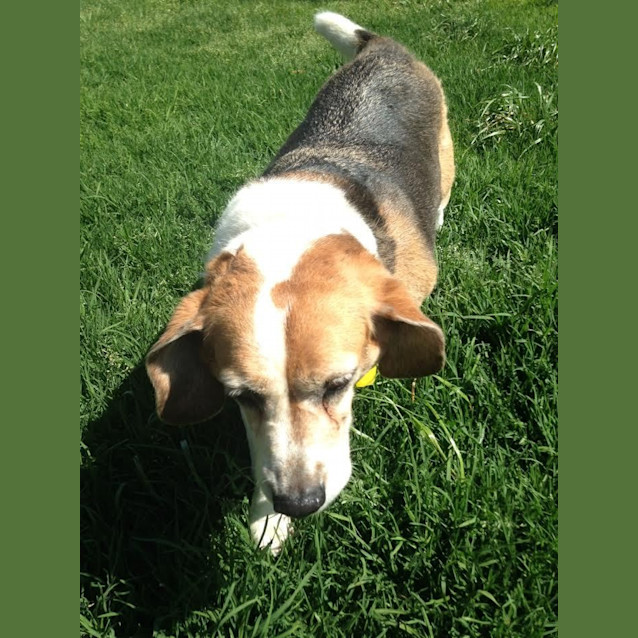 Photo of Bailey Dl1161