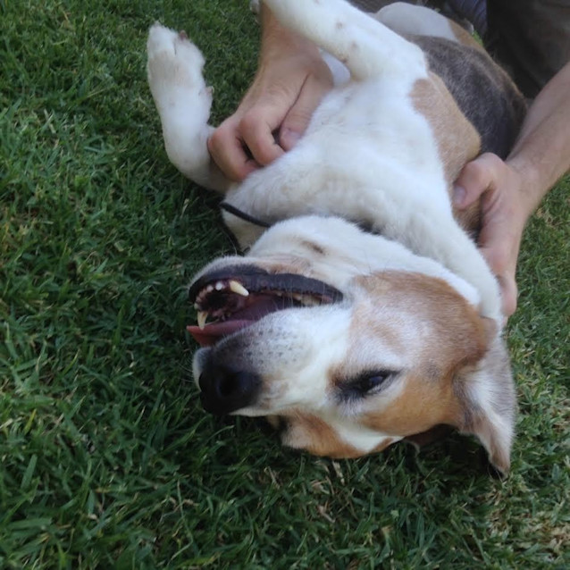Photo of Bailey Dl1161