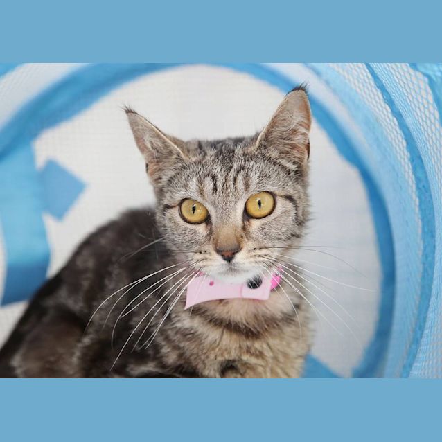 Photo of Tabbysweet (4508)