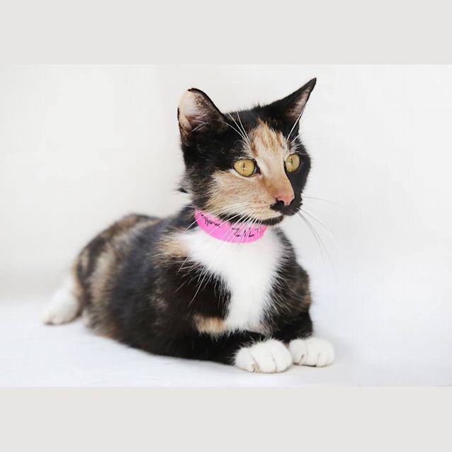 Photo of Andante (4712)