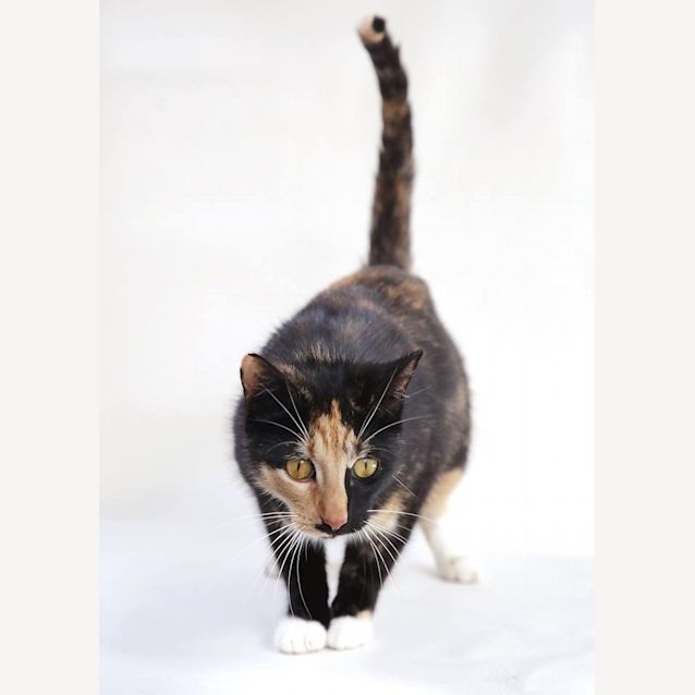 Photo of Andante (4712)