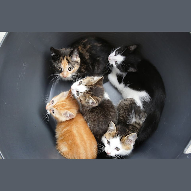 Photo of Bravo (4715)