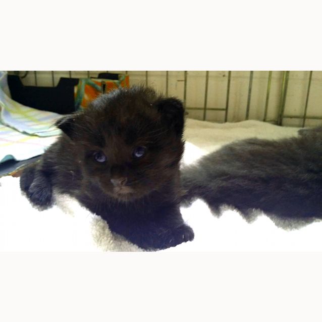 Photo of Teddy