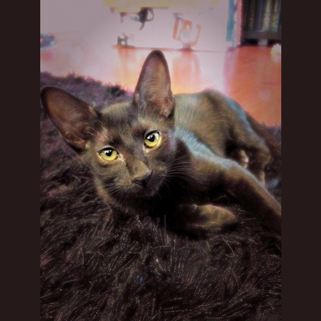 Photo of Scarlet  Adoption Pending
