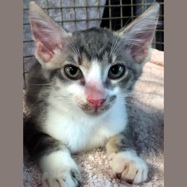 Photo of Bandit