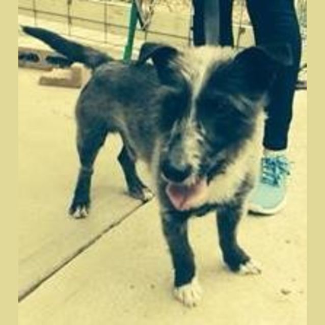 Photo of Buddy