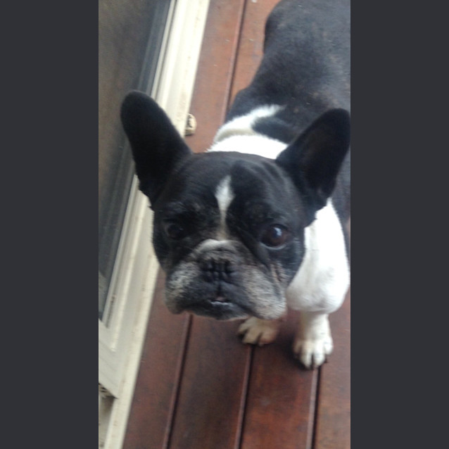 Photo of Gromit 