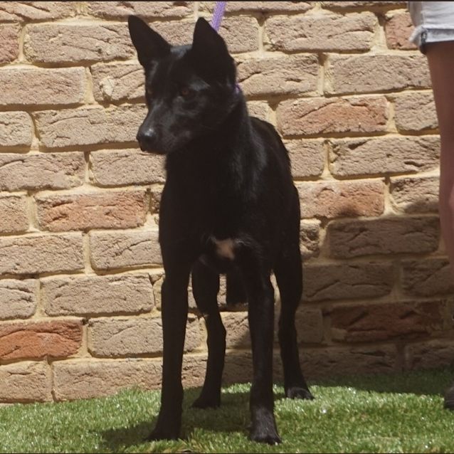 Photo of Kuro