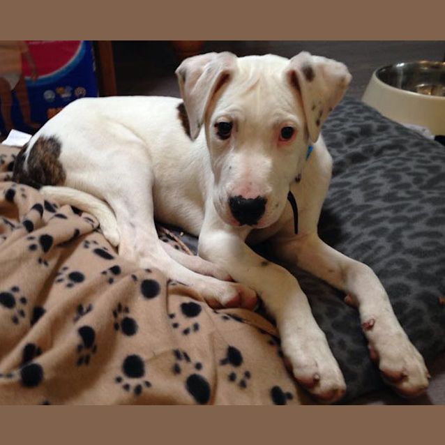 Photo of Benji   Young Bull Arab X (On Trial 21/12/15)