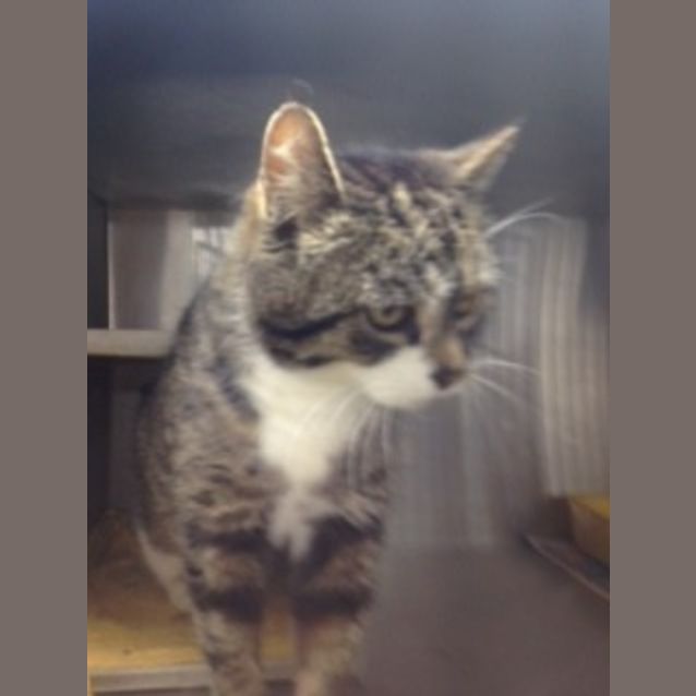Photo of Buddy **Campaign Senior Cat**