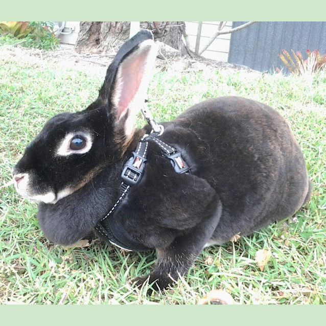 Photo of 034 9630 Lola