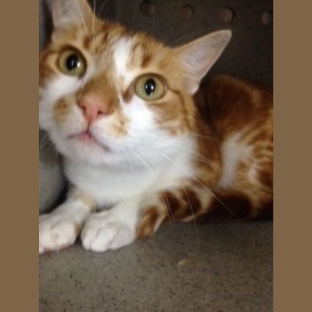 Photo of Apollo **Campaign Cat**