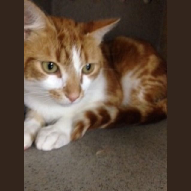 Photo of Apollo **Campaign Cat**