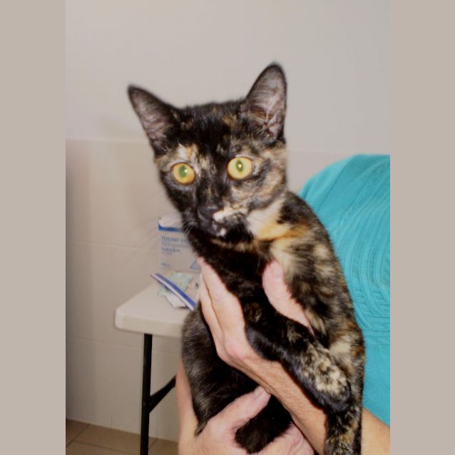 Photo of Arielle(aka Meow Meow)