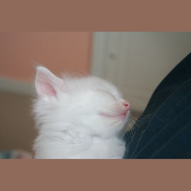 Photo of Oboe