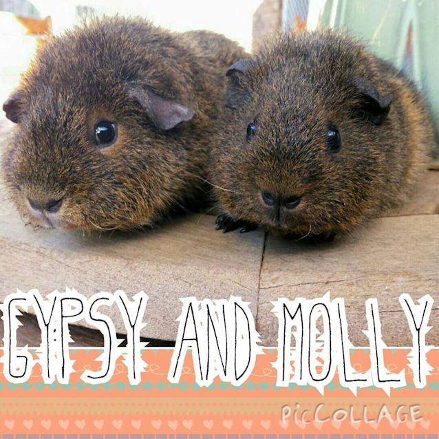 Photo of Gypsy And Molly