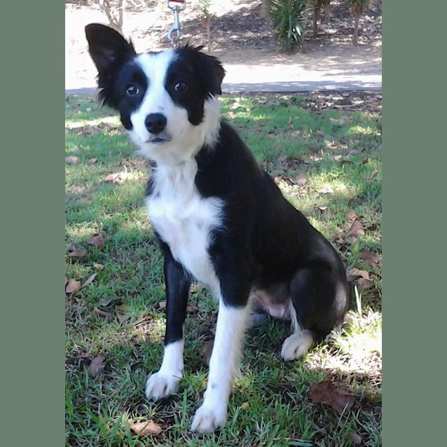 Photo of 034 9619 Abby