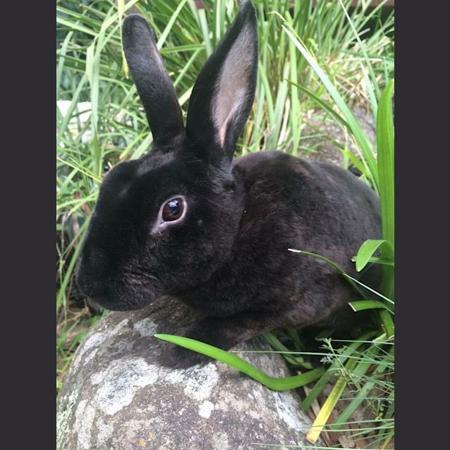 Photo of Midnight 