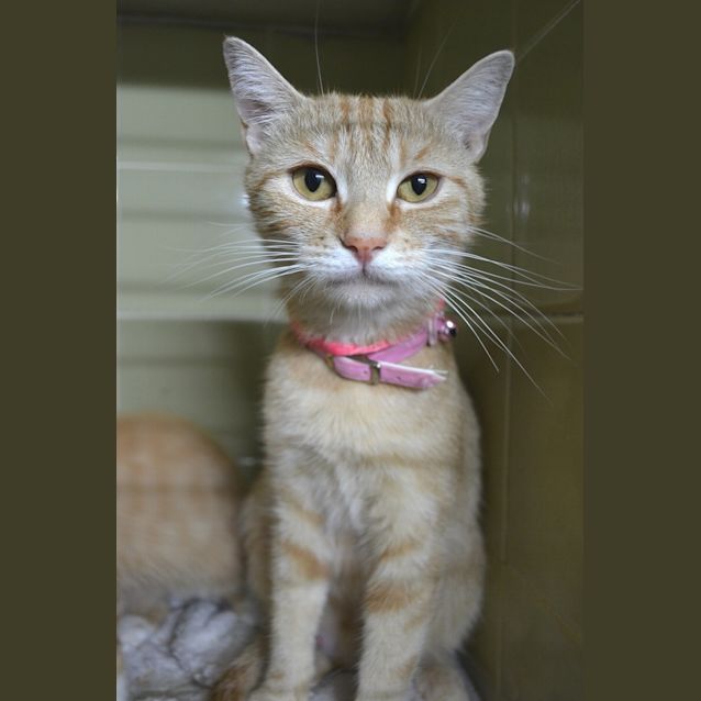 Photo of Stunning Giselle Is Looking For A Home