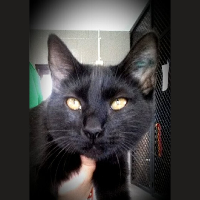 Photo of Shadow