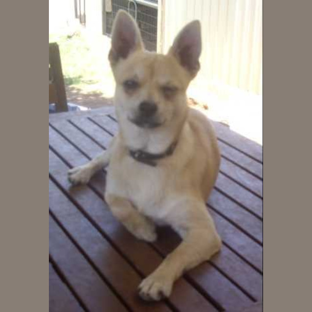 Photo of Taco   On Hold