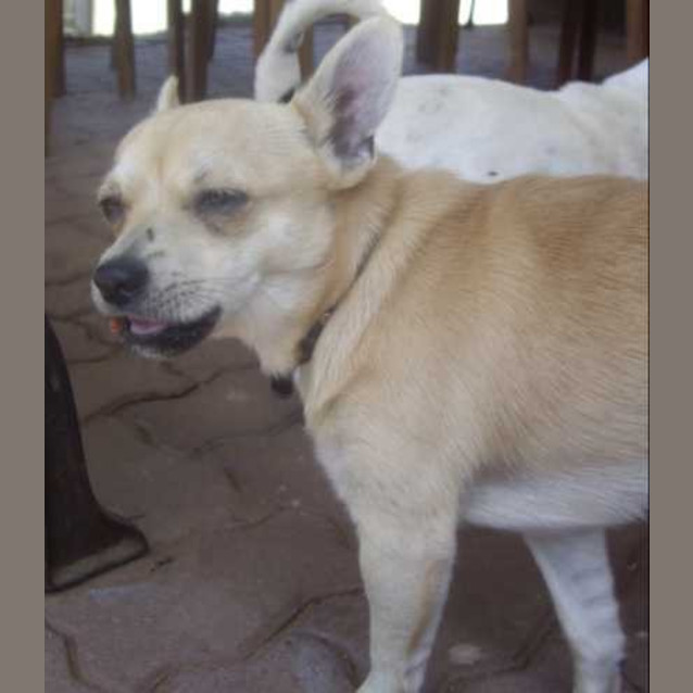 Photo of Taco   On Hold