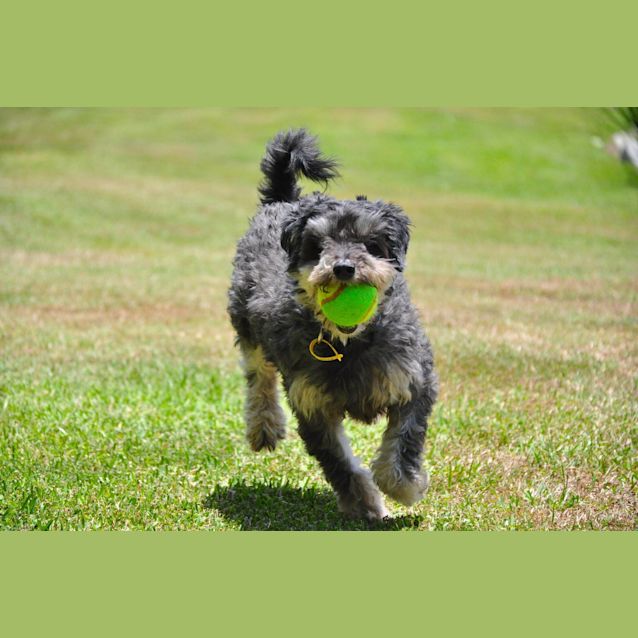 Photo of Mr Darcy (Expressions Of Interest Only)