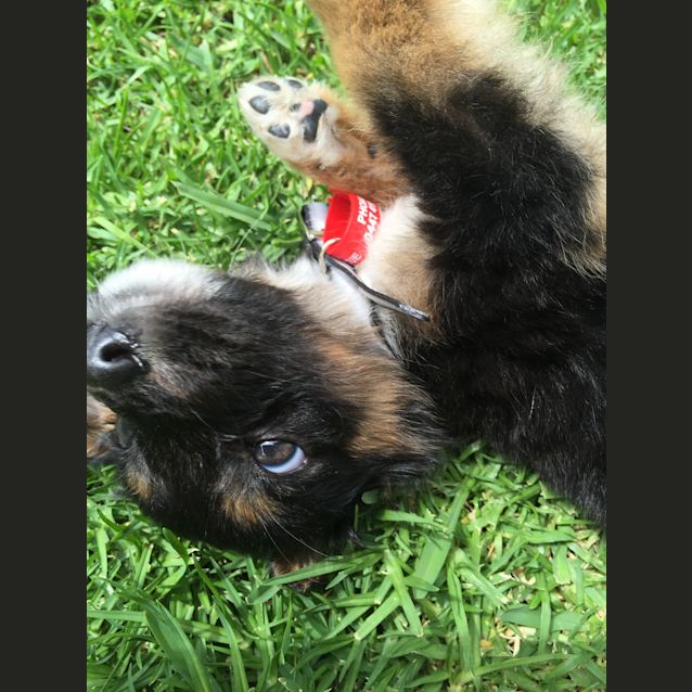 Photo of Phoebe