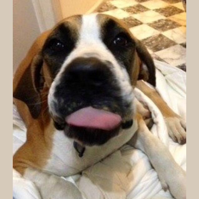 Photo of Missy ~ (On Trial 6/1/16) Saint Bernard X
