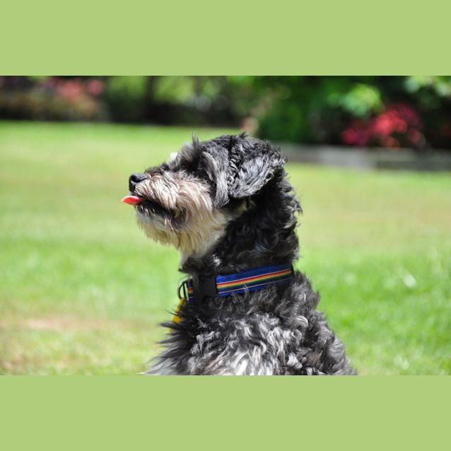 Photo of Mr Darcy (Expressions Of Interest Only)