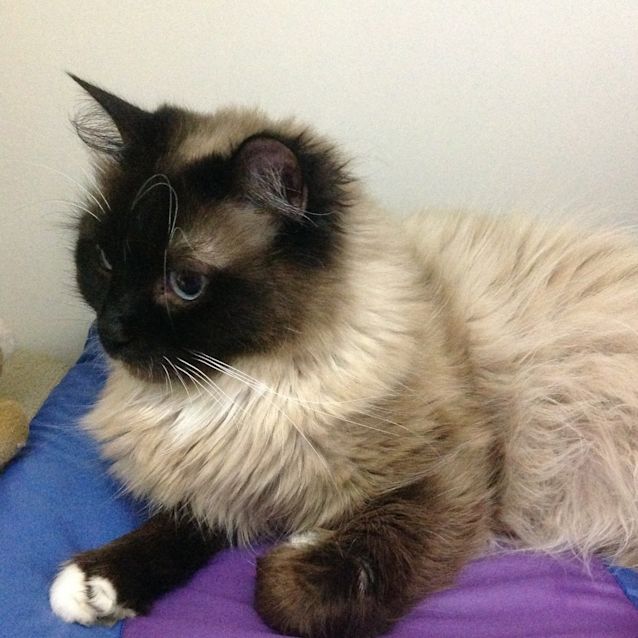 Photo of Yoda