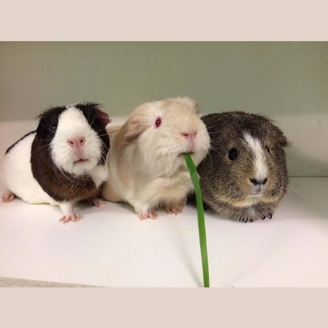 Photo of Peach, Plum & Pippa 