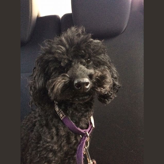 Photo of Lola