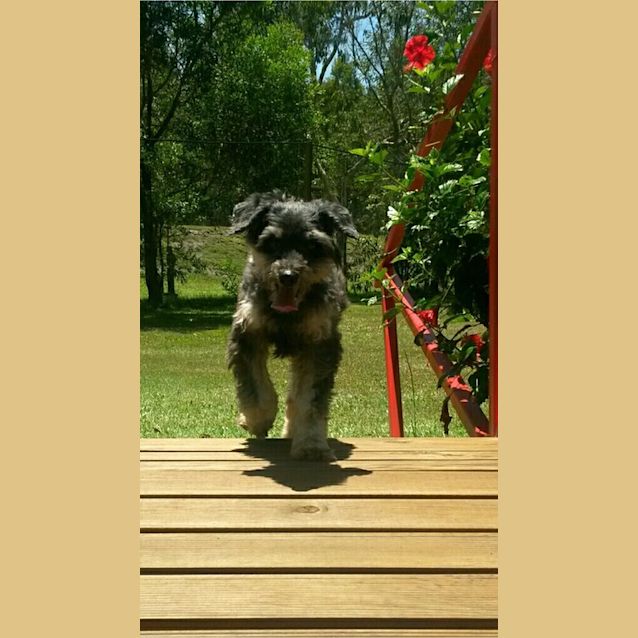 Photo of Mr Darcy (Expressions Of Interest Only)