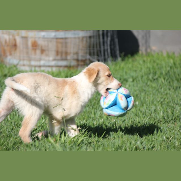 Photo of Wattle ~ Border Collie X Lab Pup (Trial 7/12/15)
