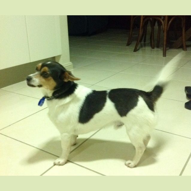 Photo of Ricky~ Chihuahua X Foxy (Trial 5/12/15)