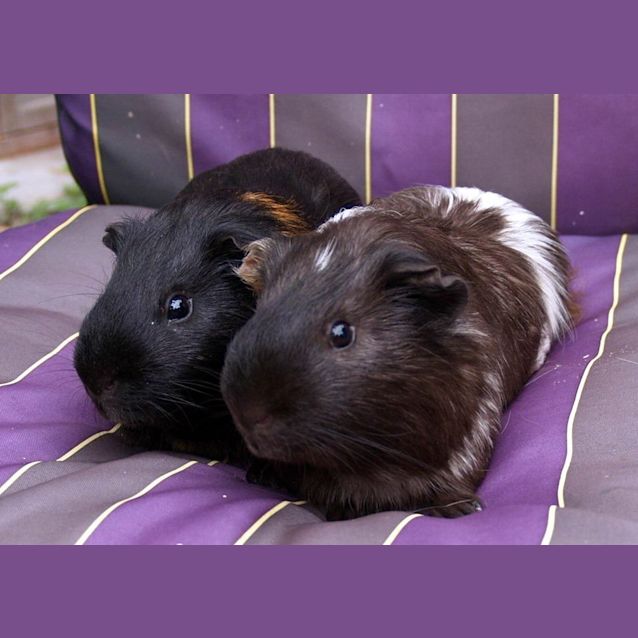Photo of Zeus And Zorro