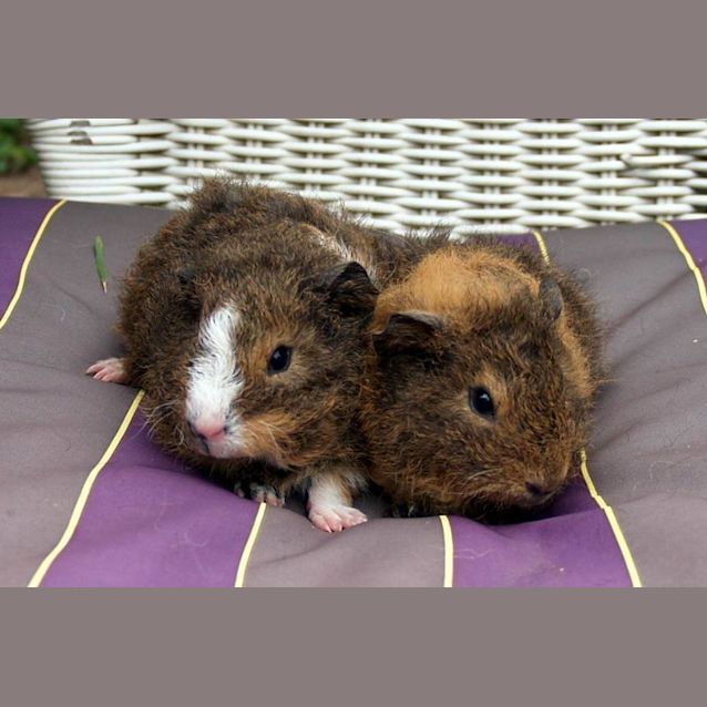 Photo of Choc Chip And Nutella