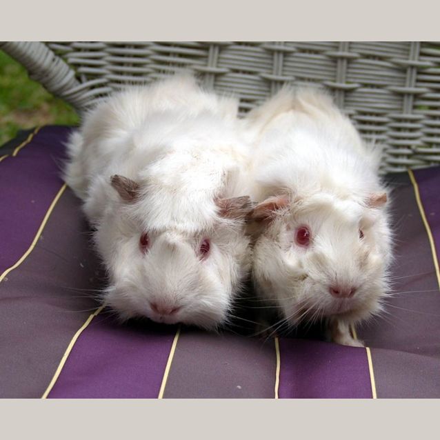 Photo of Raspberry And Strawberry