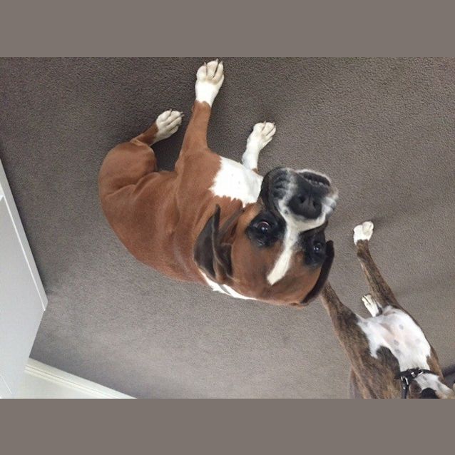 Photo of Ruby