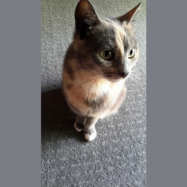 Photo of Addie *On Trial*