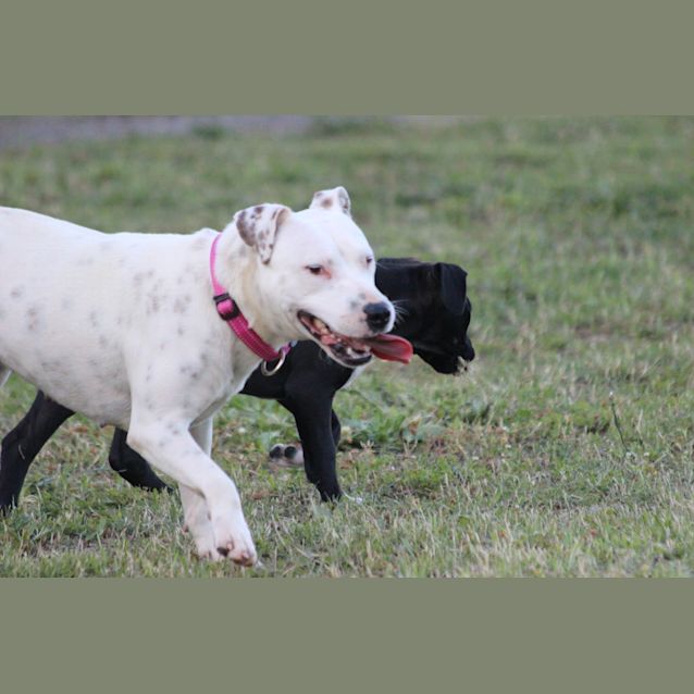 Photo of Josie