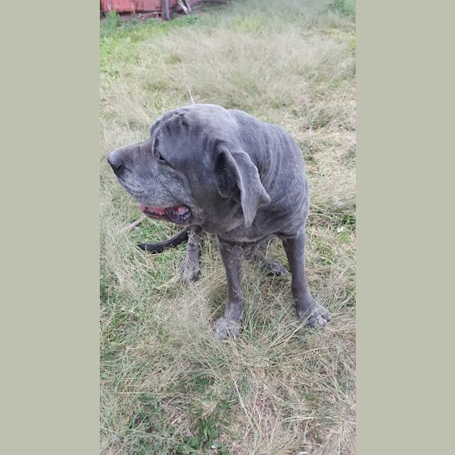 Photo of Dayna (Adoption Pending)