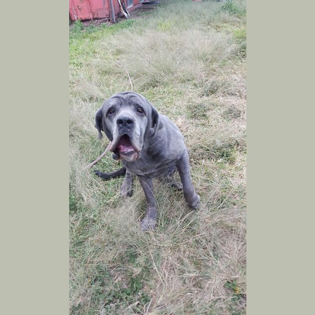 Photo of Dayna (Adoption Pending)