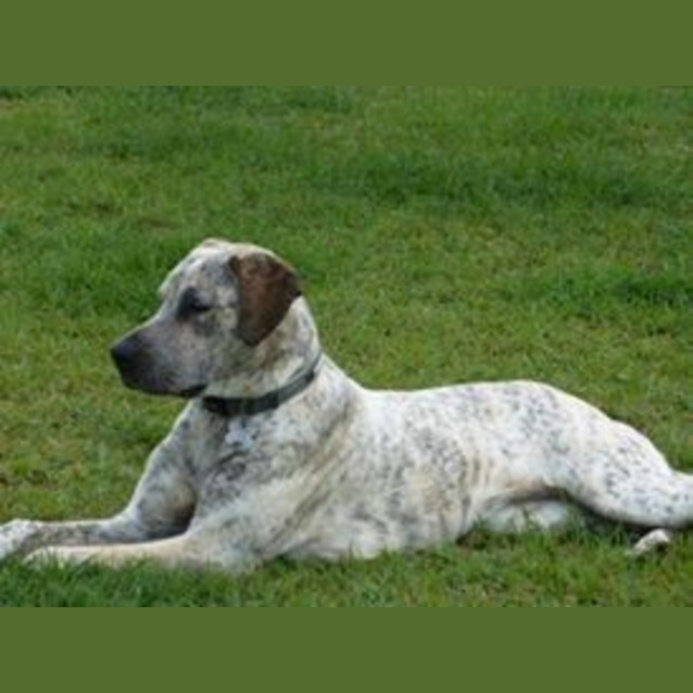 Photo of Mikah (Adoption Pending)