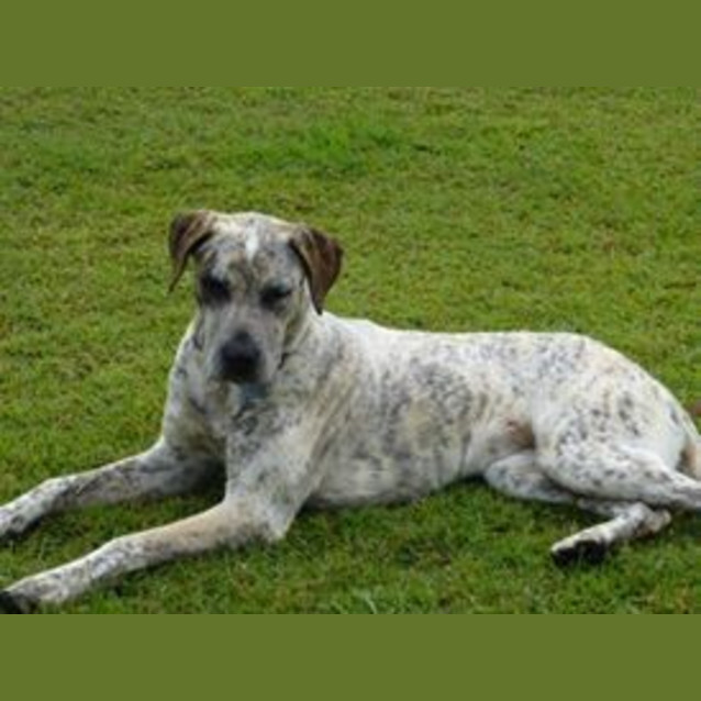 Photo of Mikah (Adoption Pending)