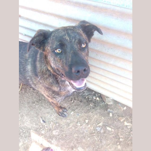 Photo of Chad (Adoption Pending)