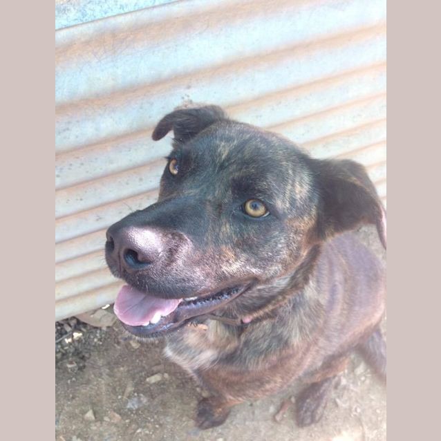 Photo of Chad (Adoption Pending)